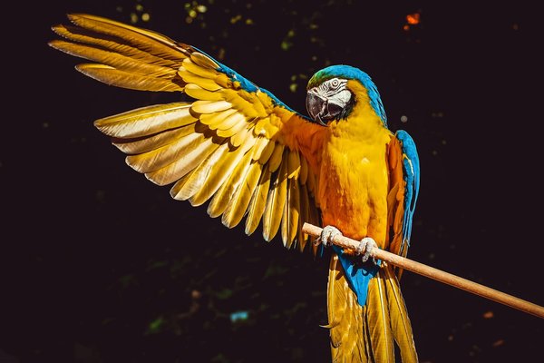 What Are the Key Considerations When Setting Up an Aviary for Rescue Parrots?